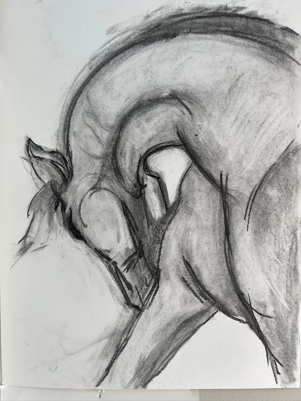 Charcoal horse study