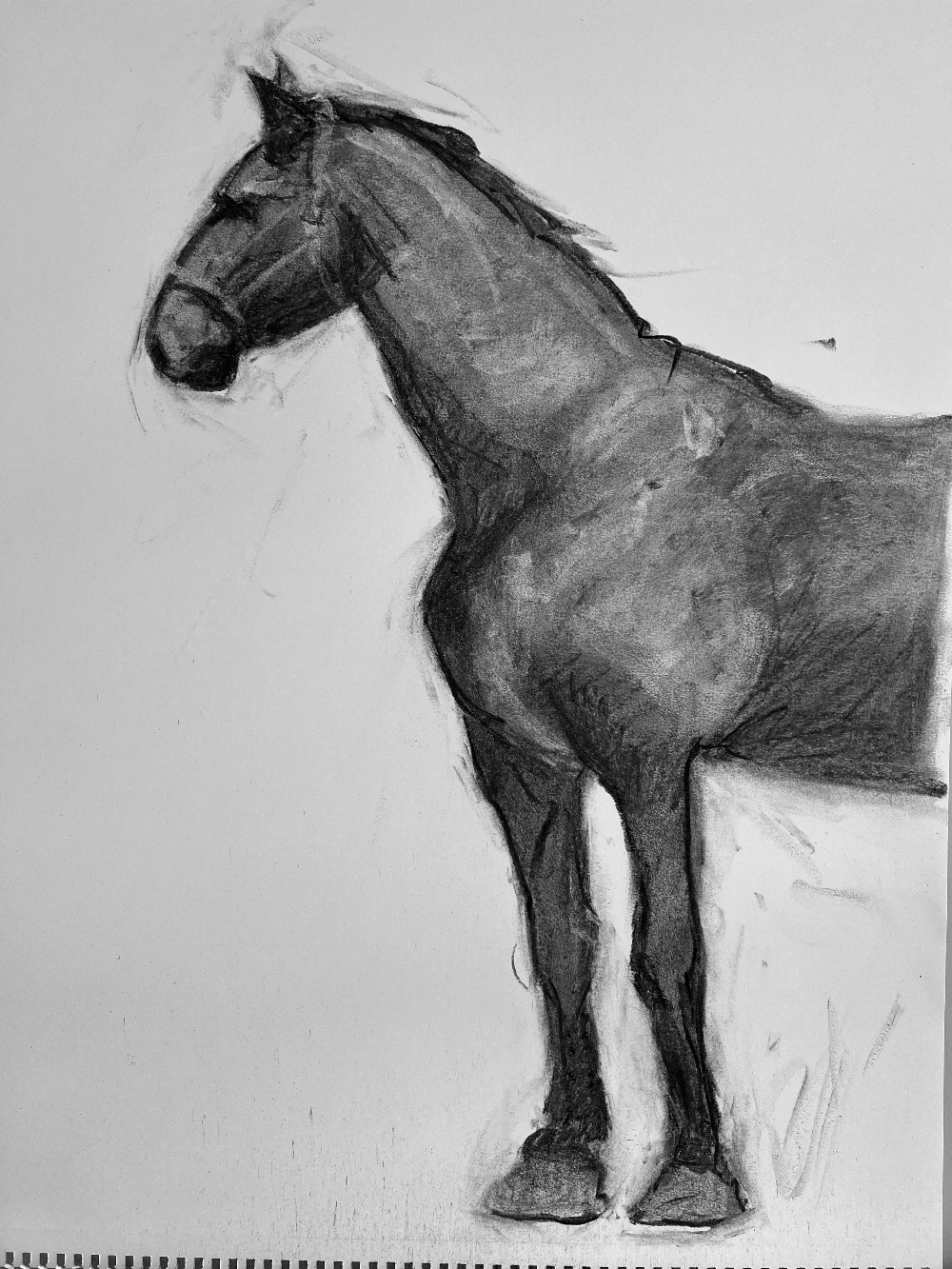 Charlotte Guernsey charcoal horse drawing